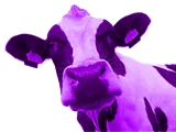 purple-cow 1